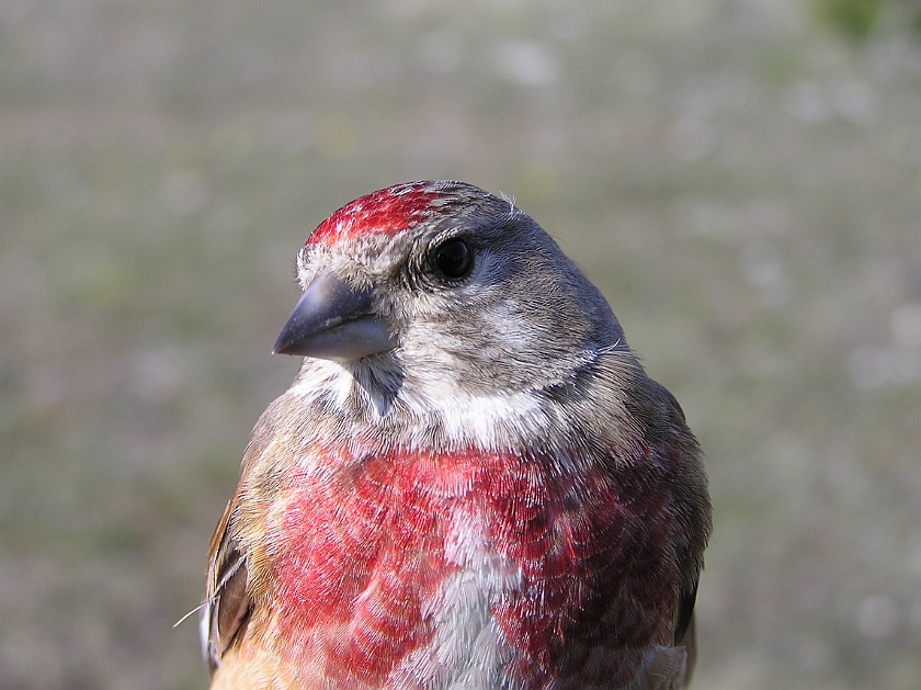 Common Linnet, Sundre 20080503